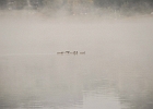 Diemelsee Morgennebel 07